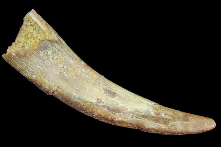 Pterosaur (Siroccopteryx) Tooth - Morocco #94127